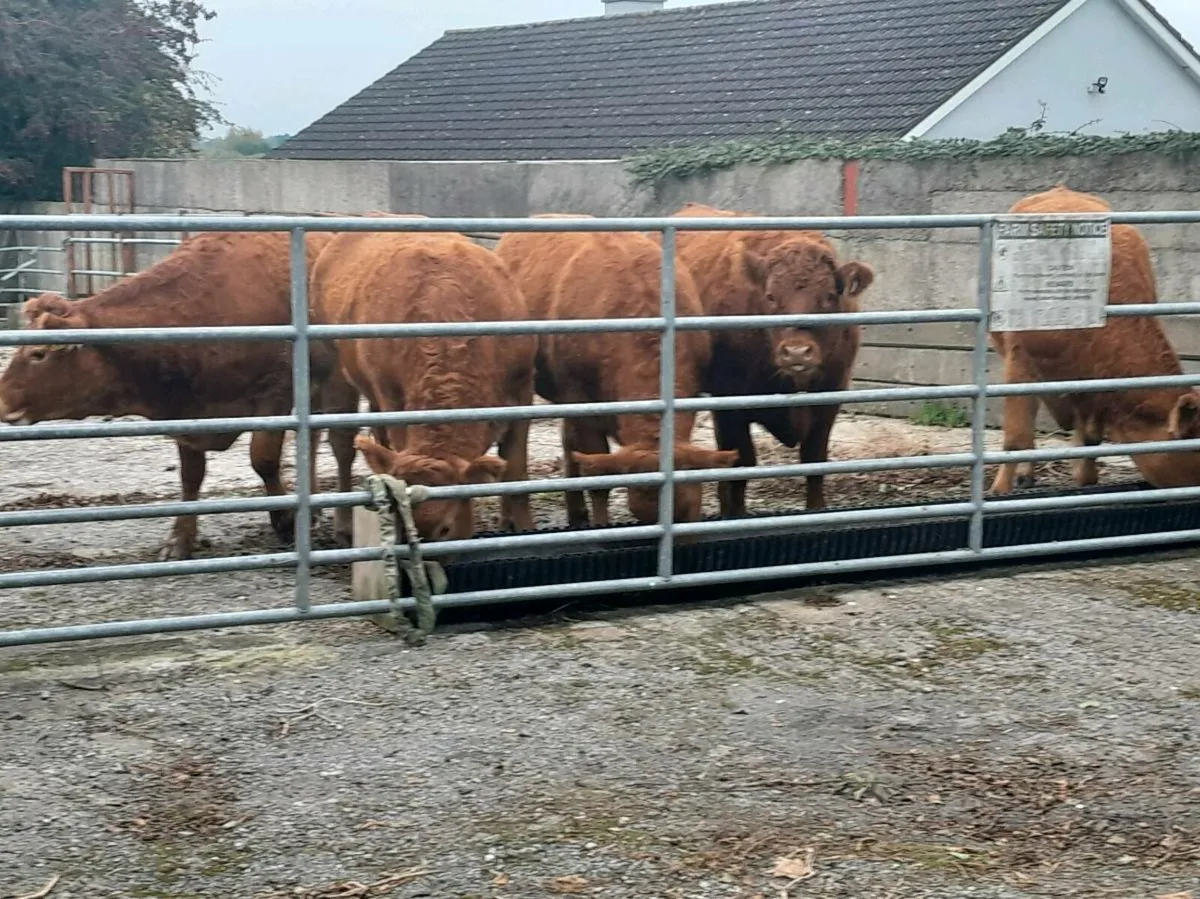 Butcher heifers - Image 3
