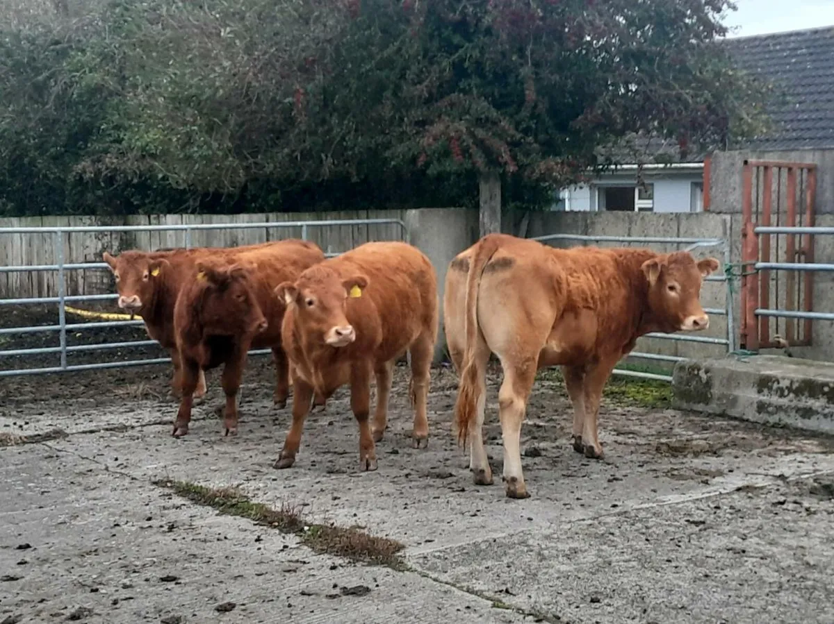 Butcher heifers - Image 4