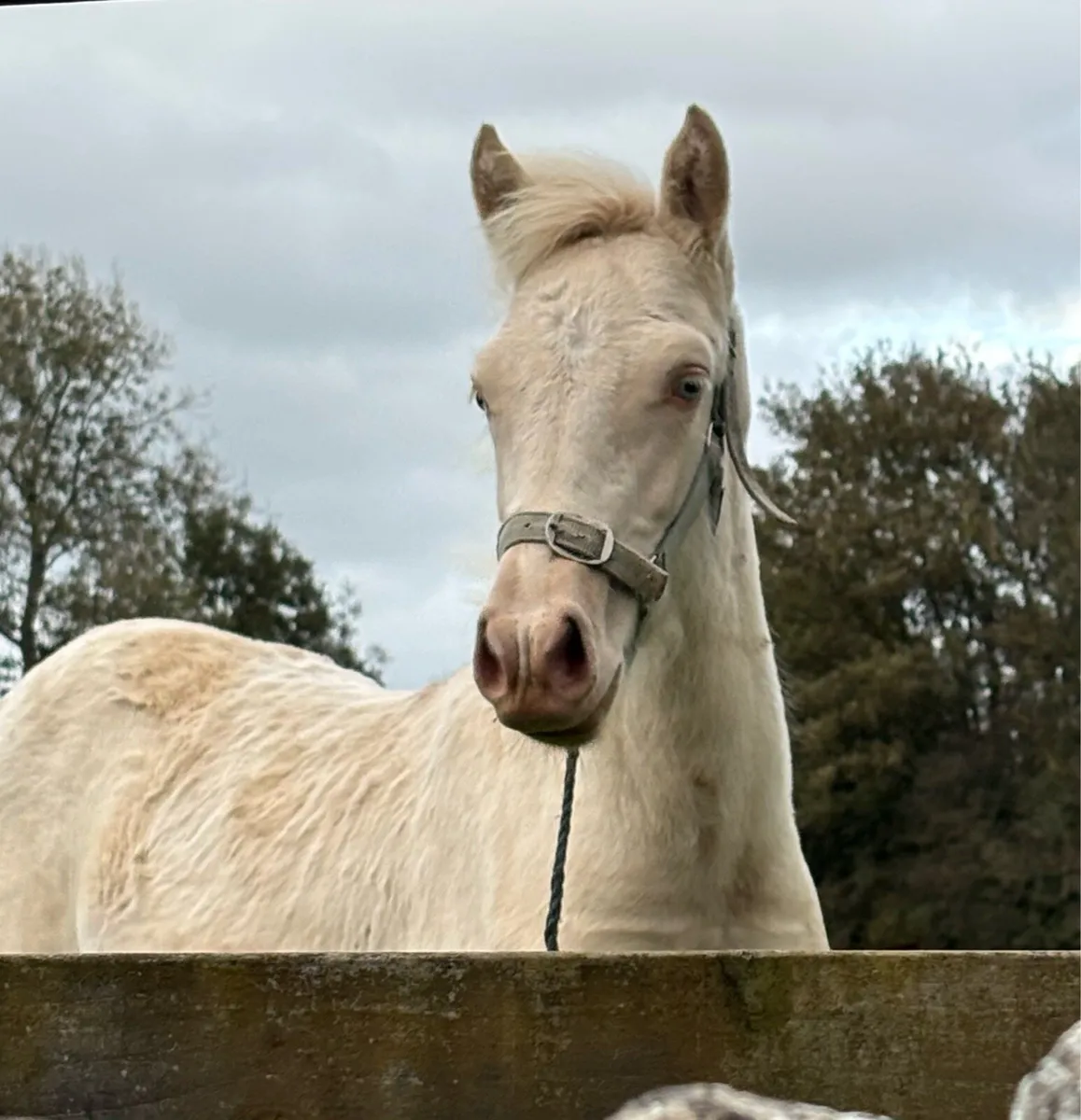 STUNNING PALOMINO  COLT FOAL - Image 1