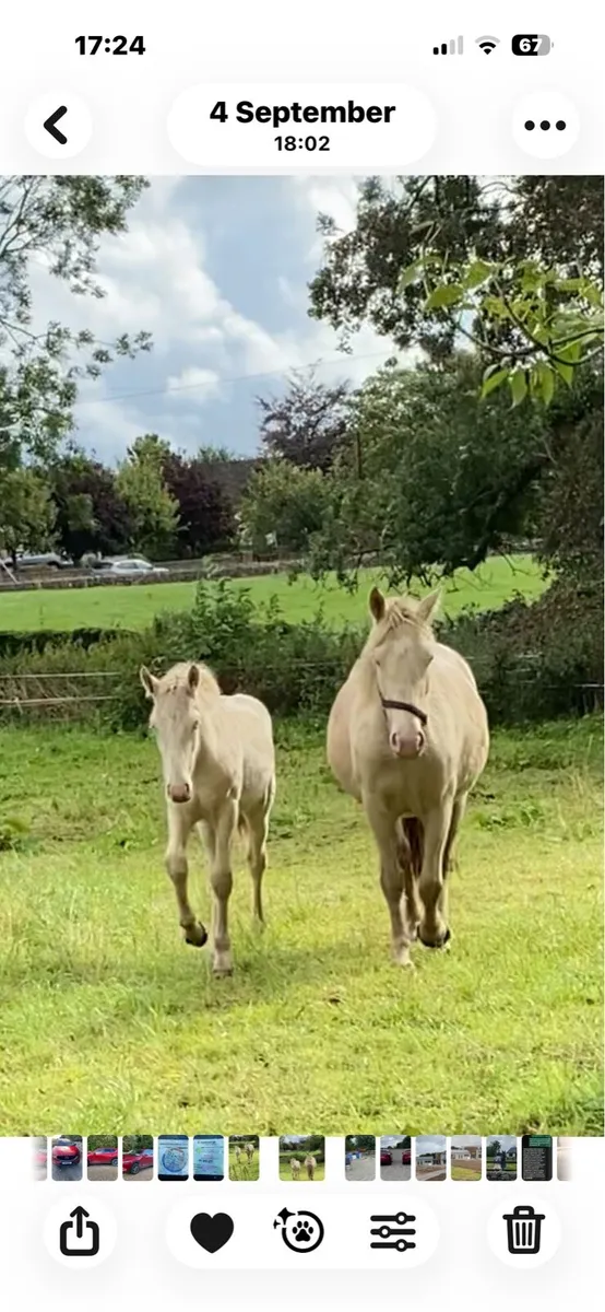 STUNNING PALOMINO  COLT FOAL - Image 2