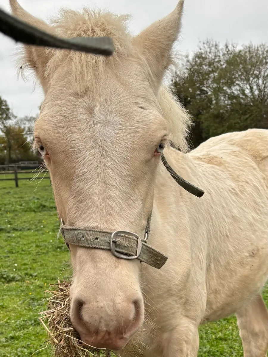 STUNNING PALOMINO  COLT FOAL - Image 3