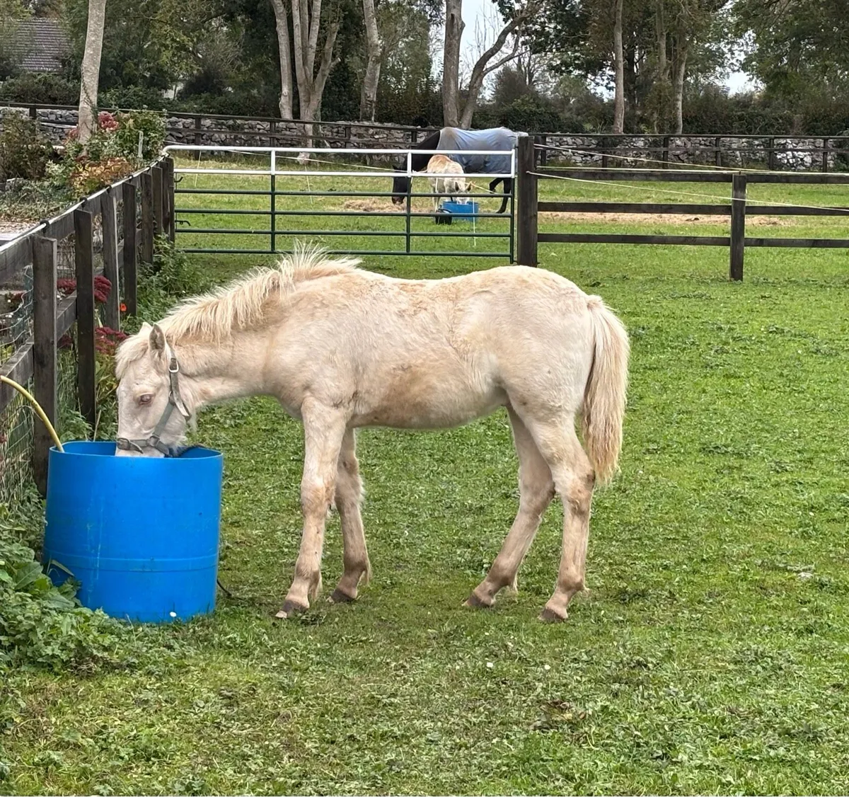 STUNNING PALOMINO  COLT FOAL - Image 4