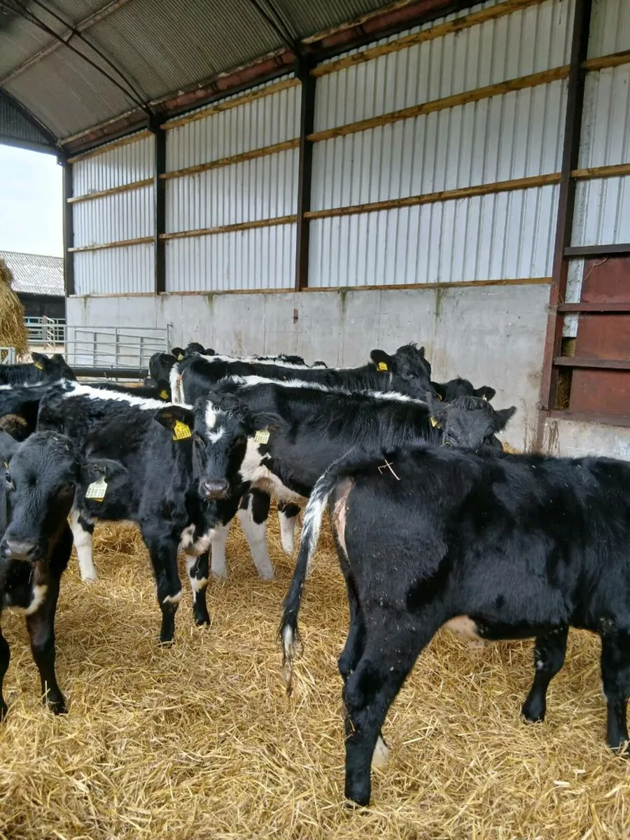 17 220/230kg Jan to may born hfs for sale - Image 1