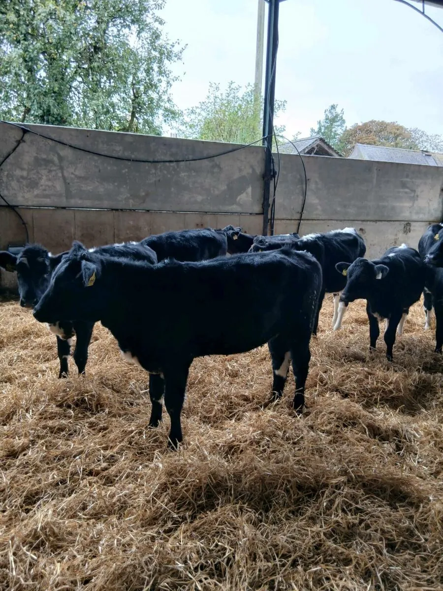 17 220/230kg Jan to may born hfs for sale - Image 2
