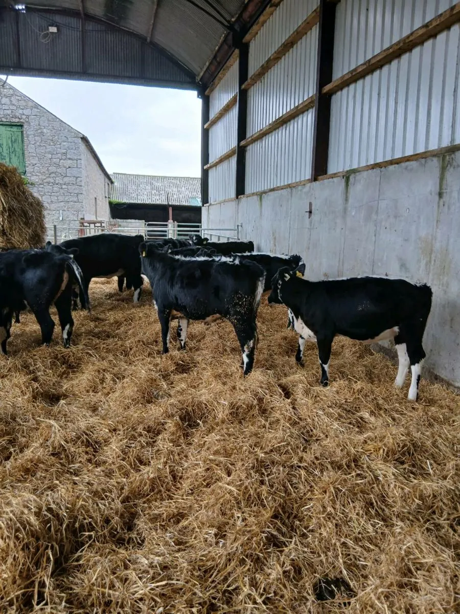 17 220/230kg Jan to may born hfs for sale - Image 4