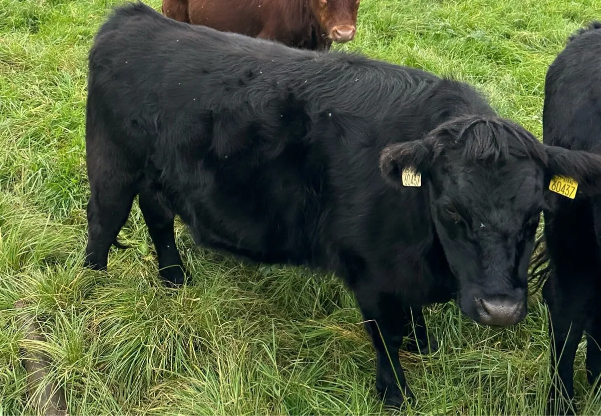 Short legged Dexter heifer - Image 1