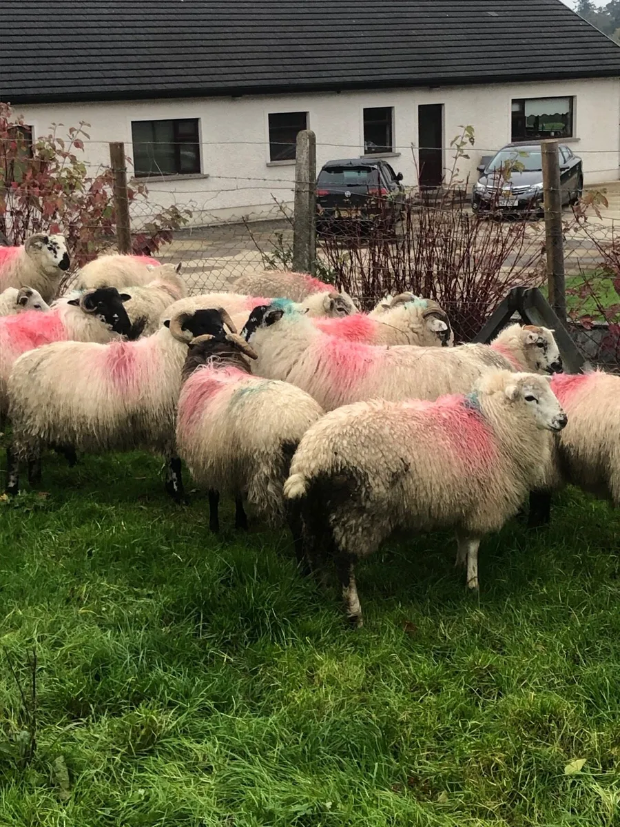 Store lambs - Image 1