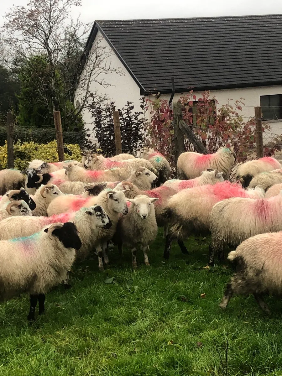 Store lambs - Image 2