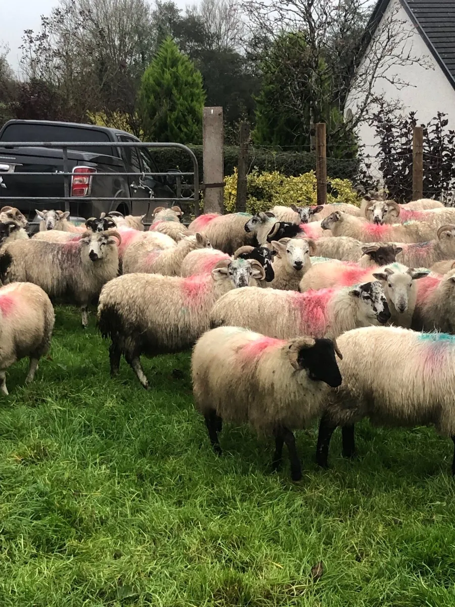 Store lambs - Image 3