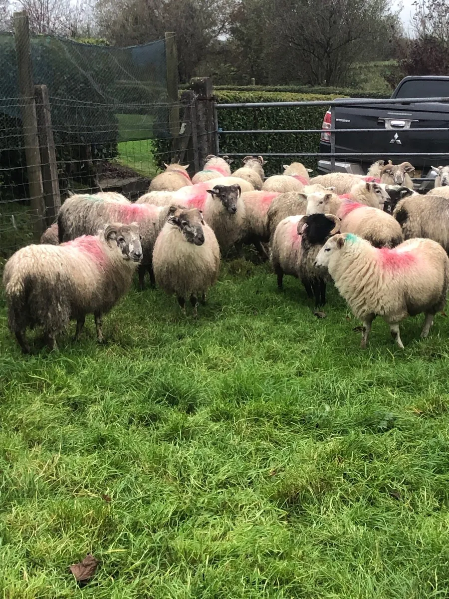 Store lambs - Image 4