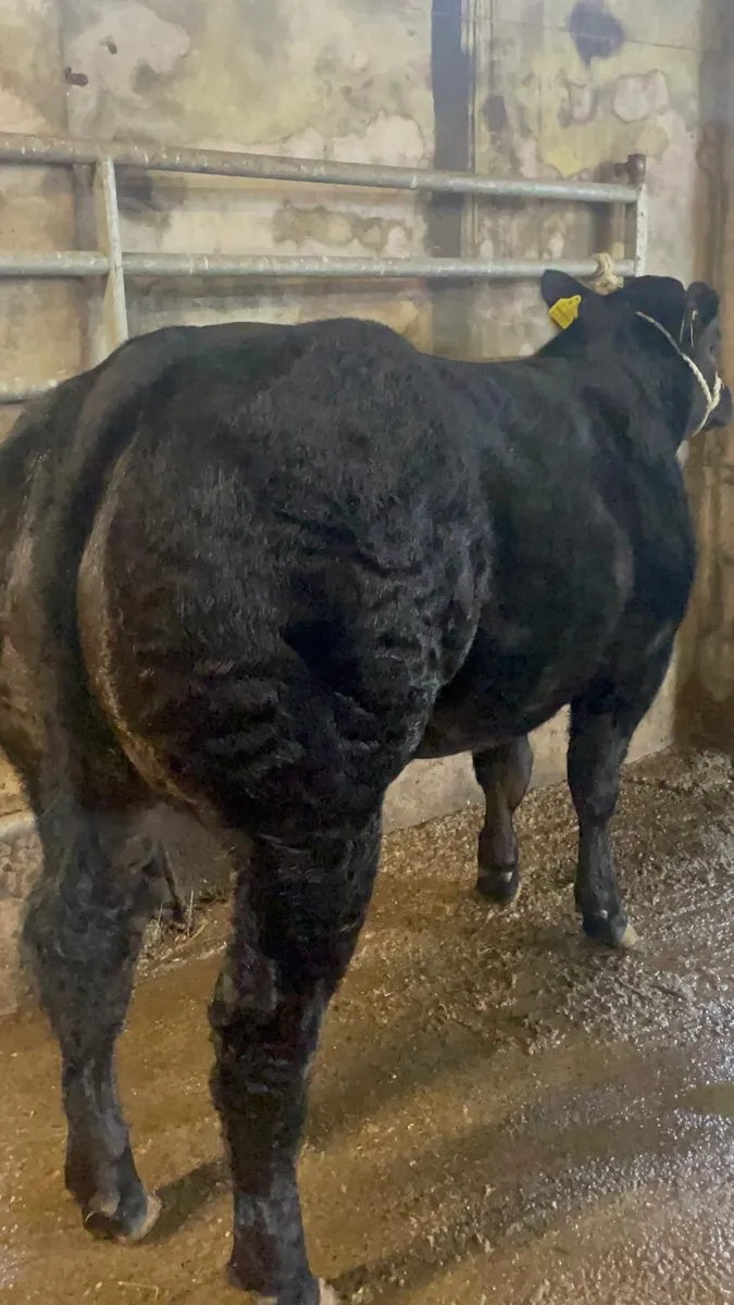 Hybrid Blue Heifer - Image 1