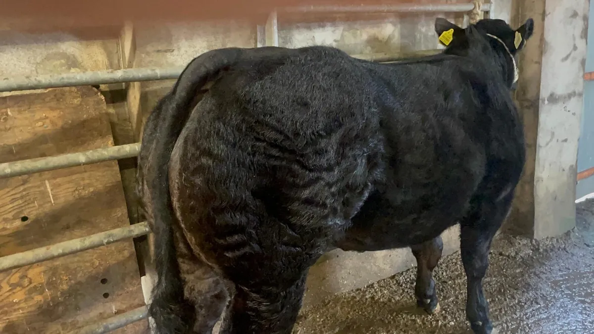 Hybrid Blue Heifer - Image 2