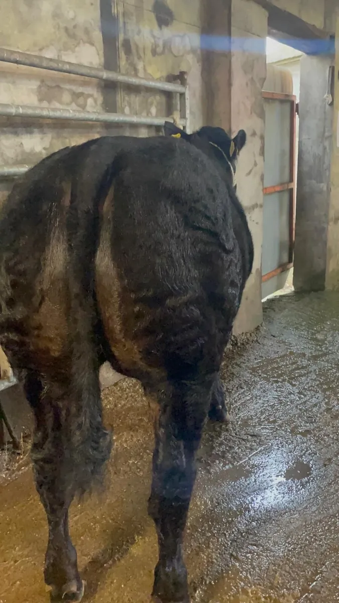 Hybrid Blue Heifer - Image 3