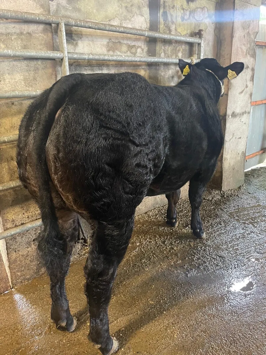 Hybrid Blue Heifer - Image 4