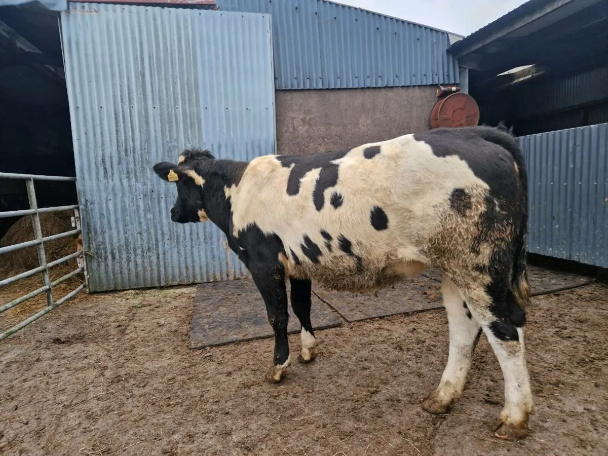 Breeding Heifers - Image 1