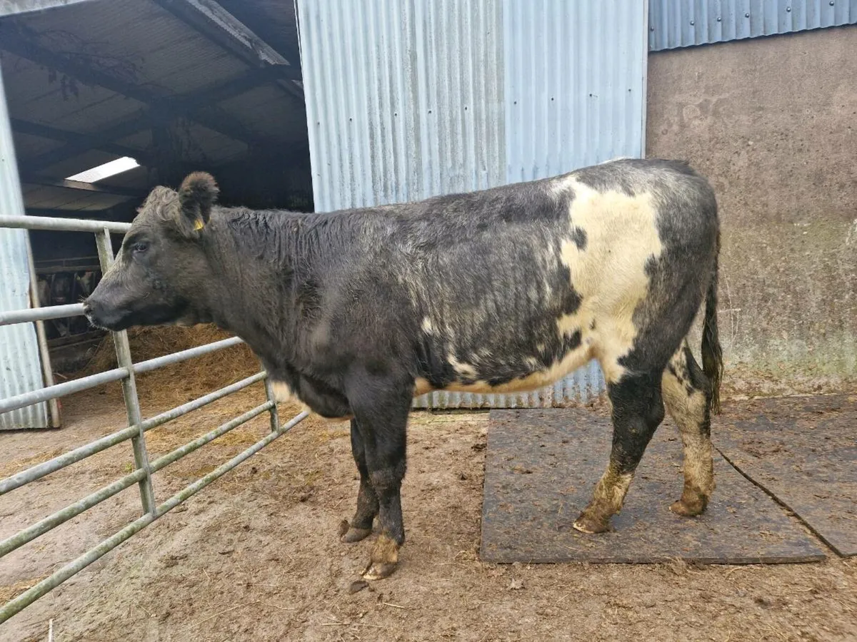 Breeding Heifers - Image 4