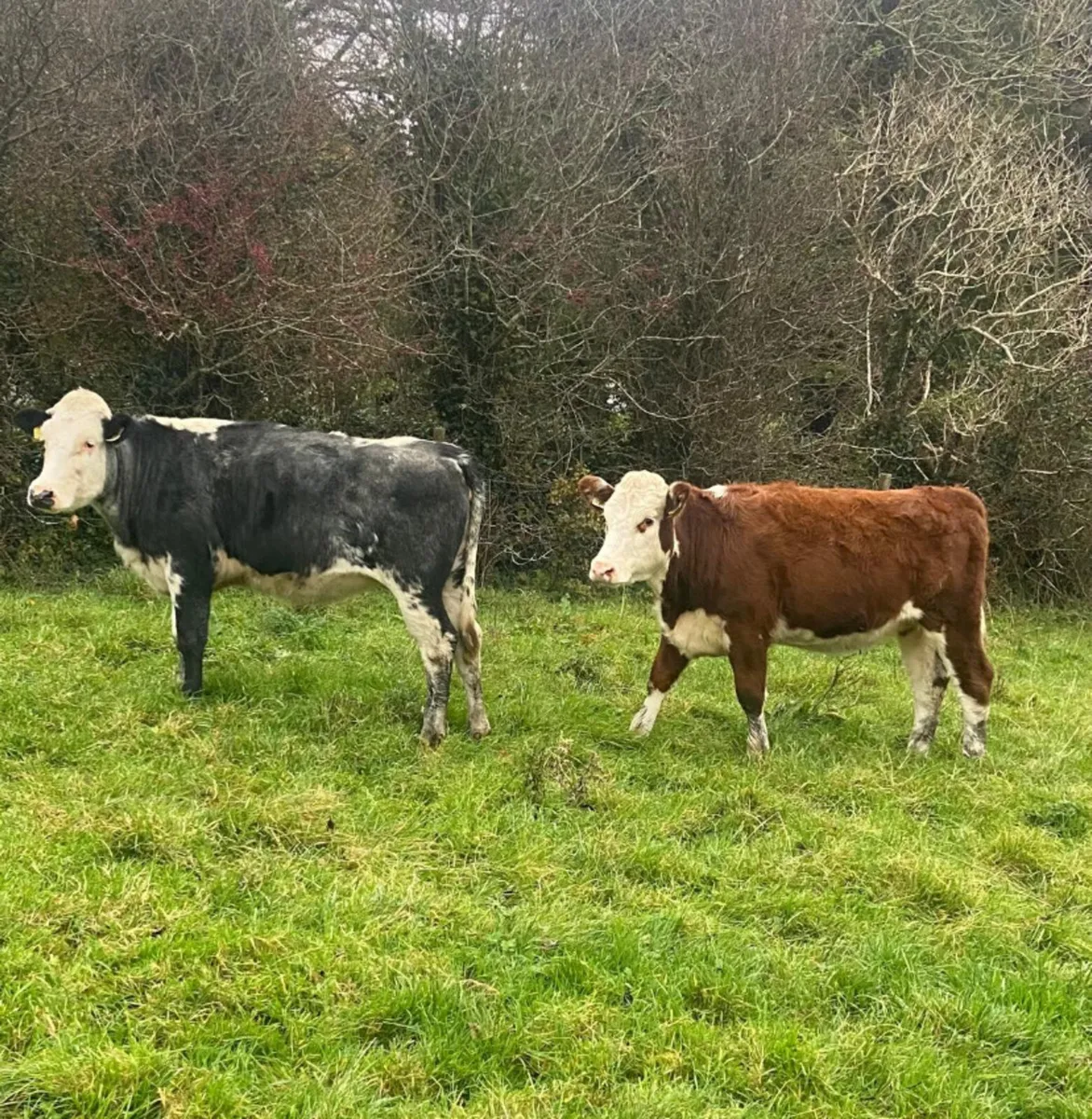 Two breeding heifers - Image 1