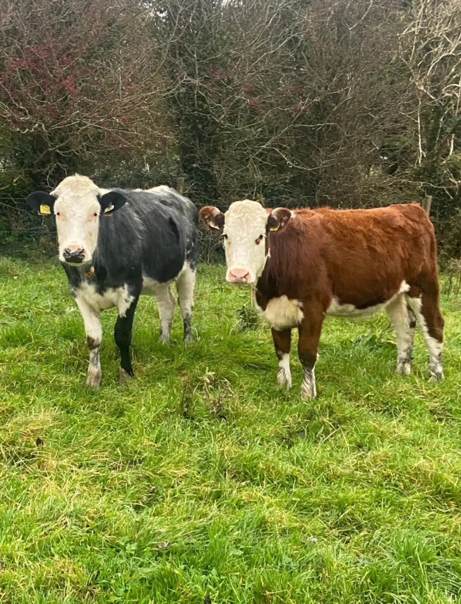 Two breeding heifers - Image 2