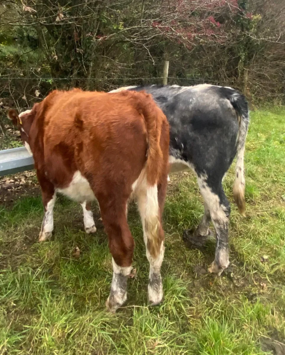 Two breeding heifers - Image 3