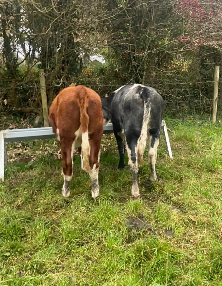 Two breeding heifers - Image 4