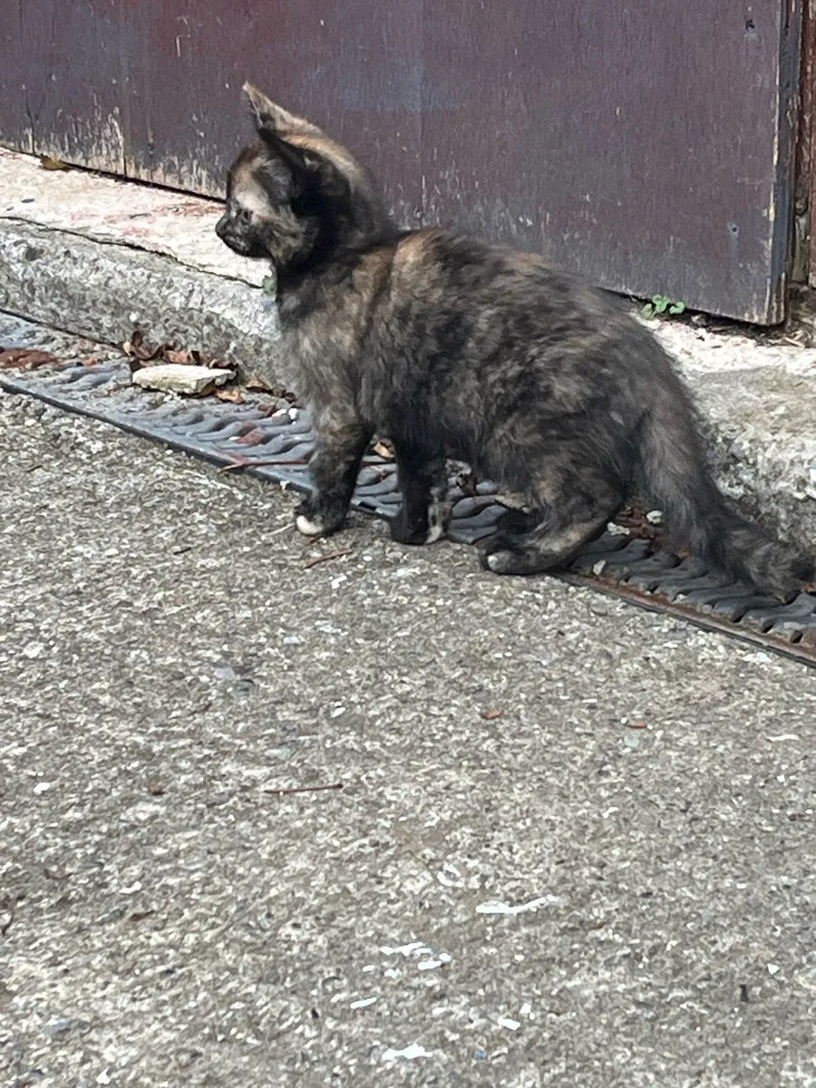 Kittens - Image 1