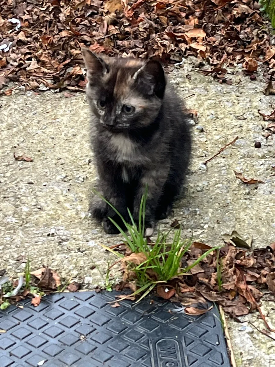 Kittens - Image 2