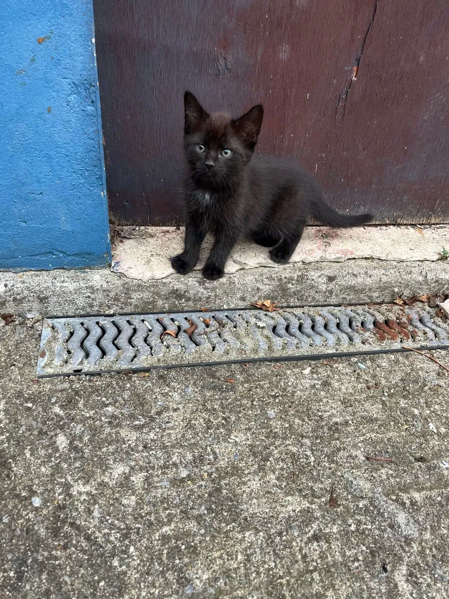 Kittens - Image 3