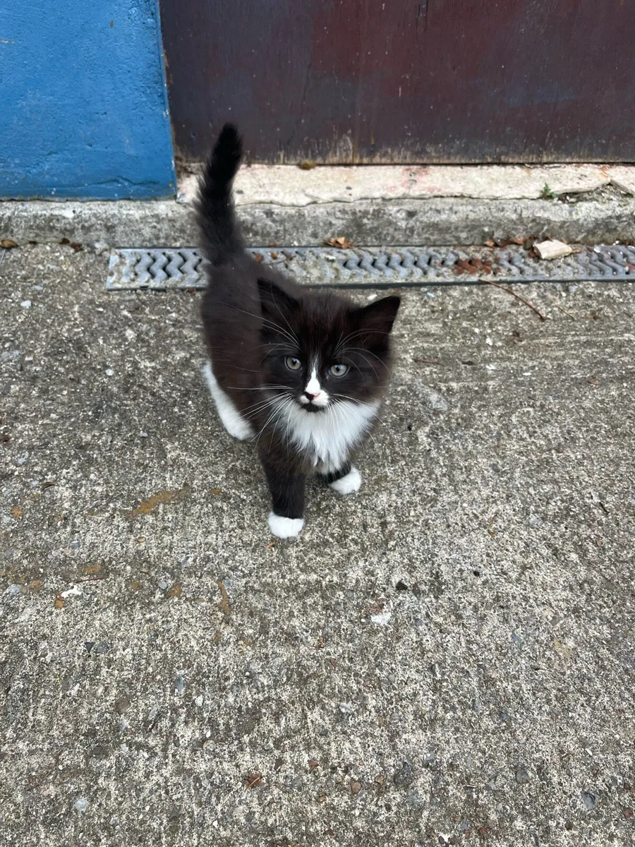 Kittens - Image 4