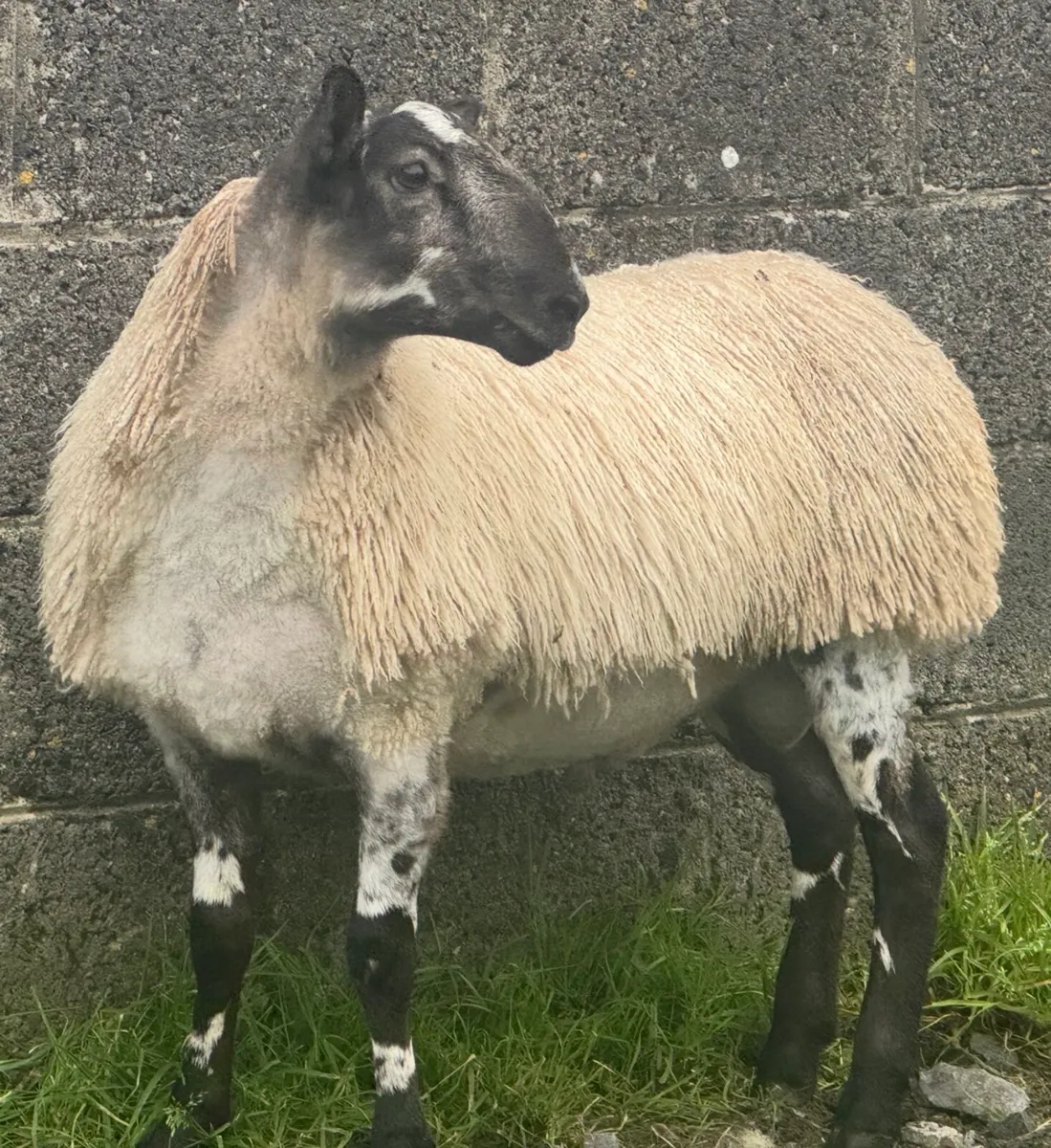 Purebred Blue faced Leicester rams for sale - Image 1