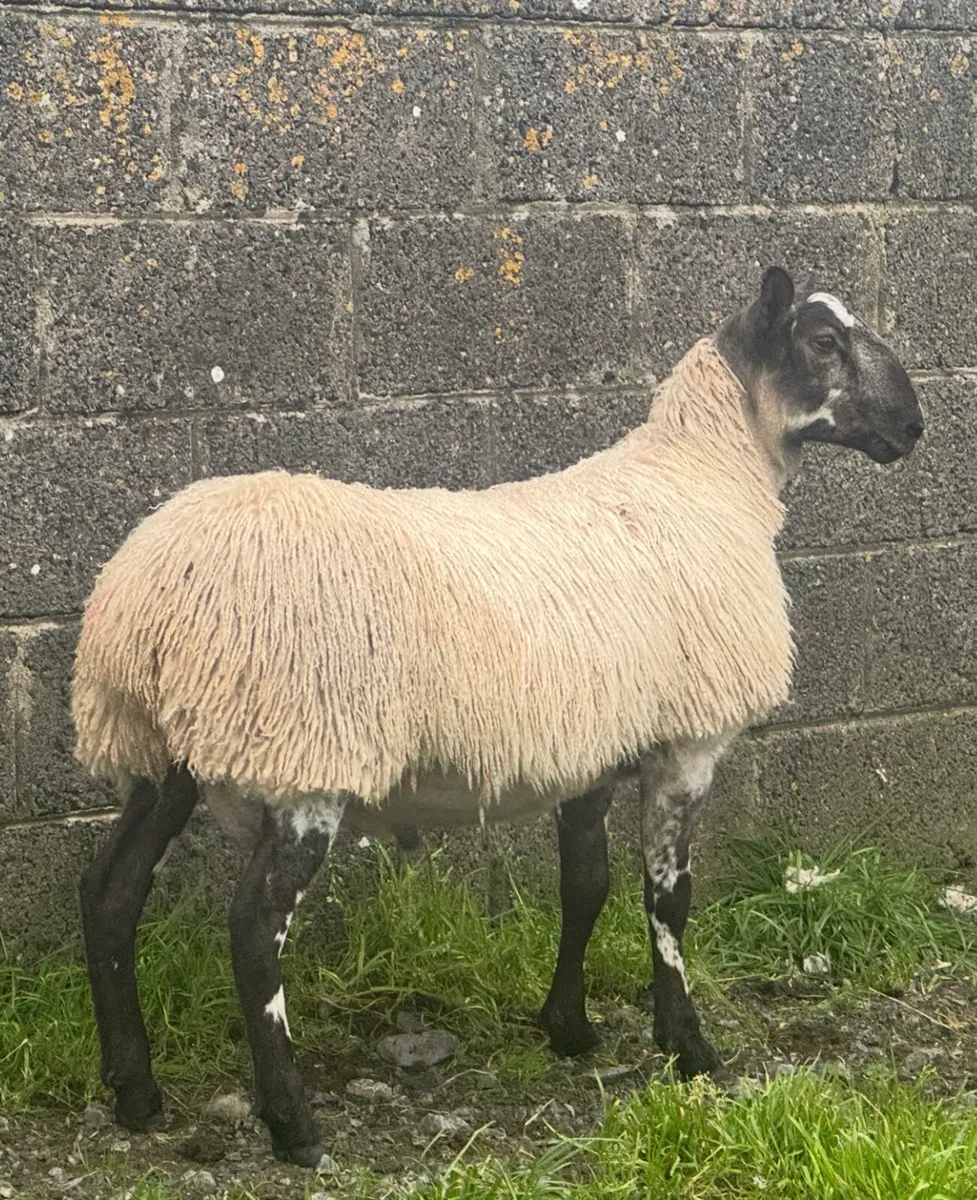 Purebred Blue faced Leicester rams for sale - Image 3