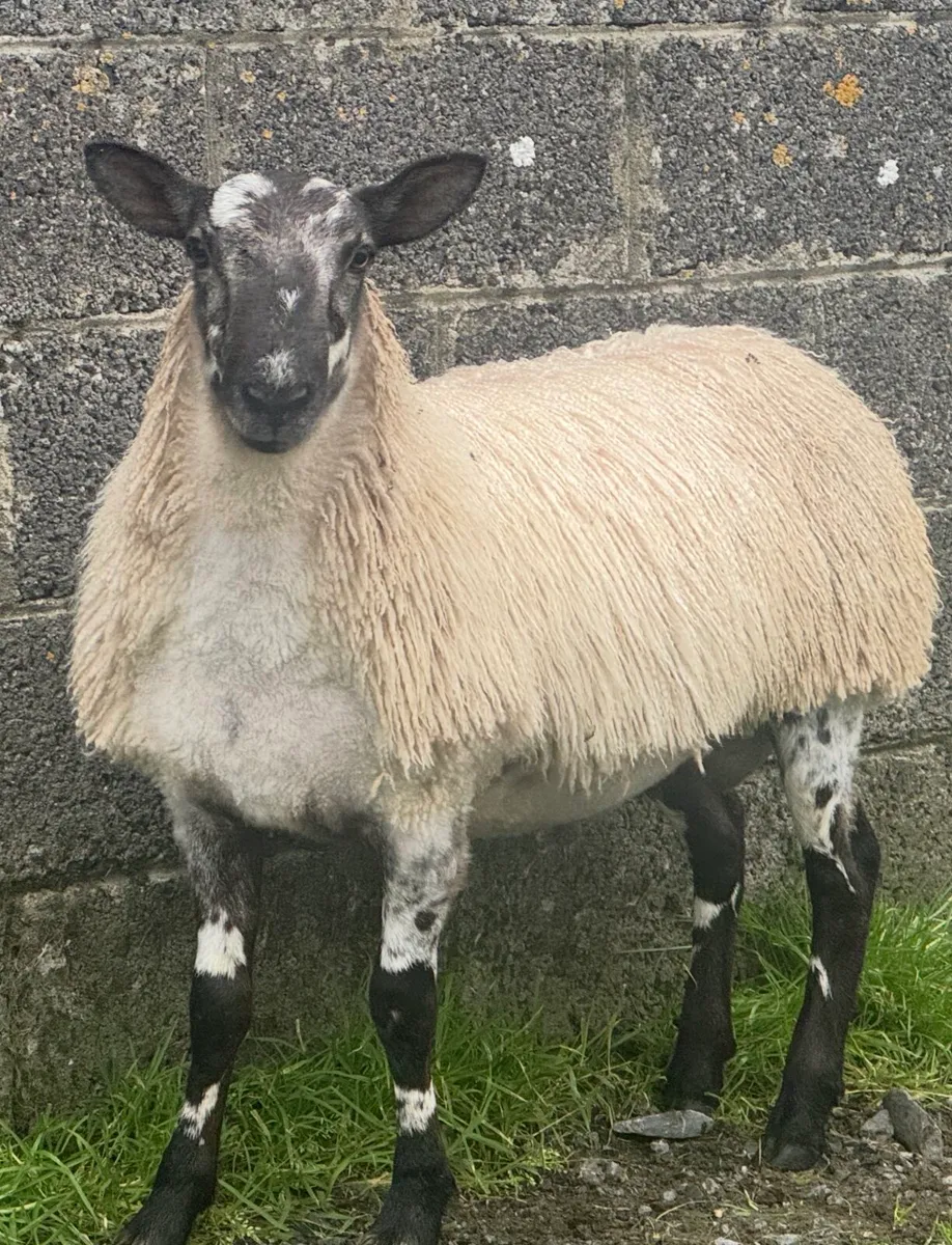 Purebred Blue faced Leicester rams for sale - Image 2