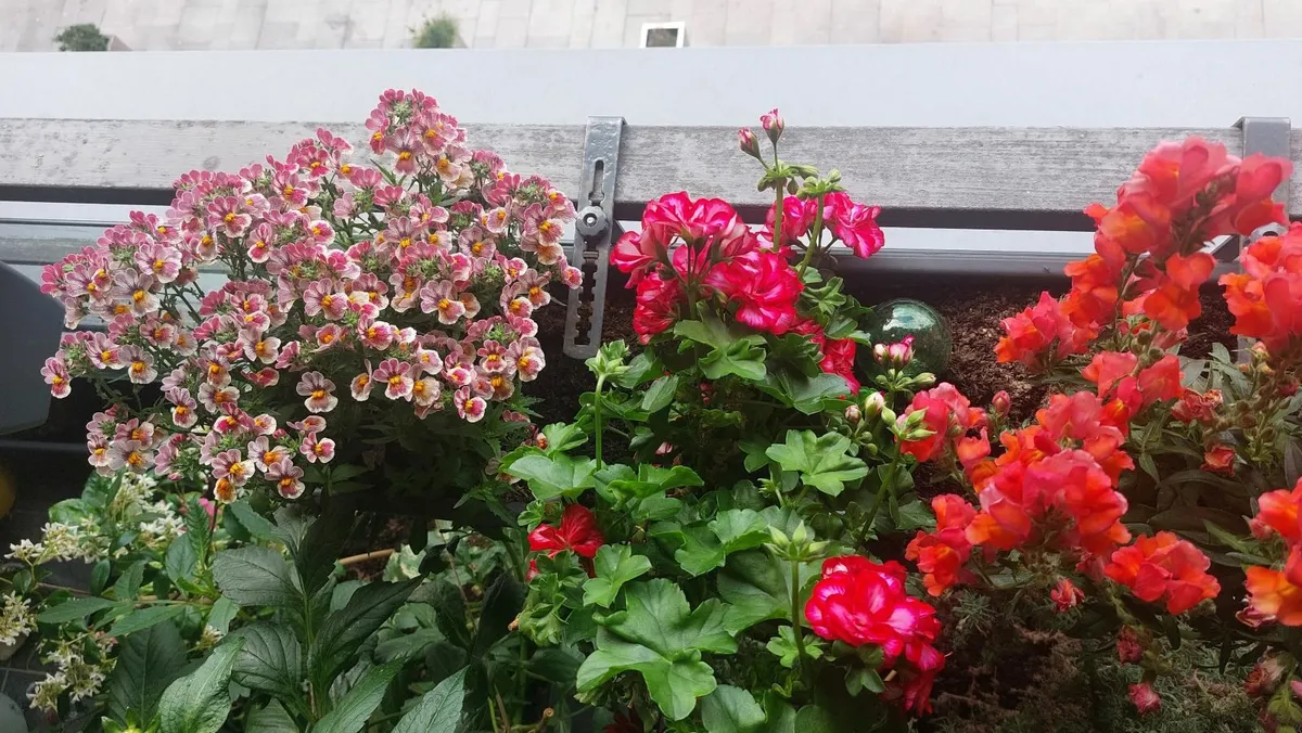 4 plants in a big planter with brackets - Image 2