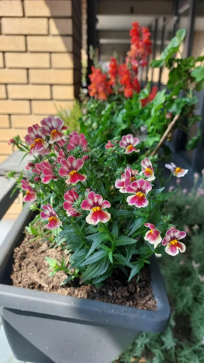 4 plants in a big planter with brackets - Image 3