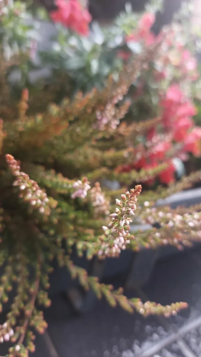 4 plants in a big planter with brackets - Image 4