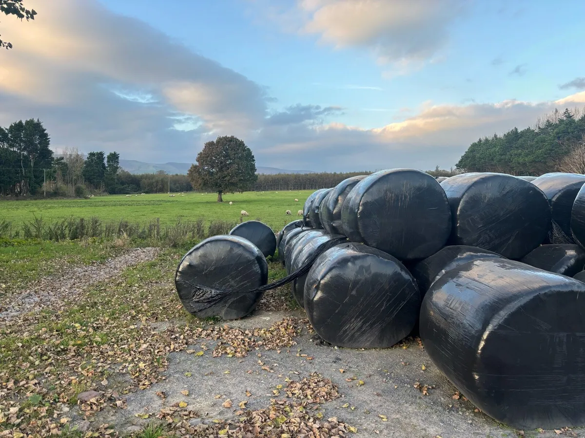 Organic Hayledge - Image 1
