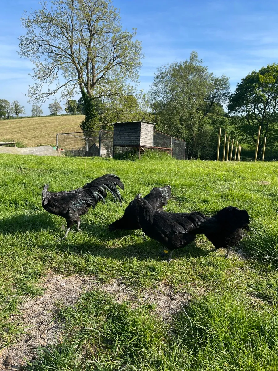 Rare poultry - Image 2