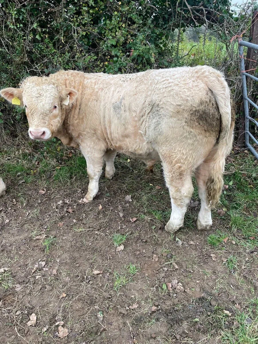 AI bred weanlings Ballymahon show sale 18th Oct - Image 4