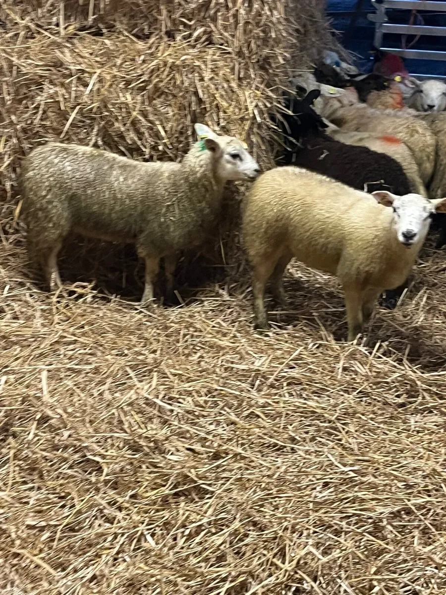Ewe lambs - Image 3