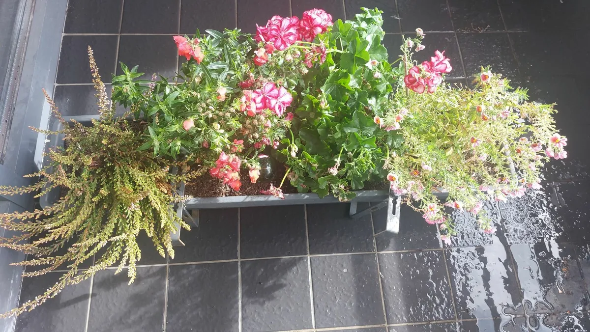 4 plants in a big planter with brackets - Image 1