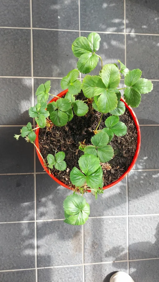 Strawberry plant - Image 2