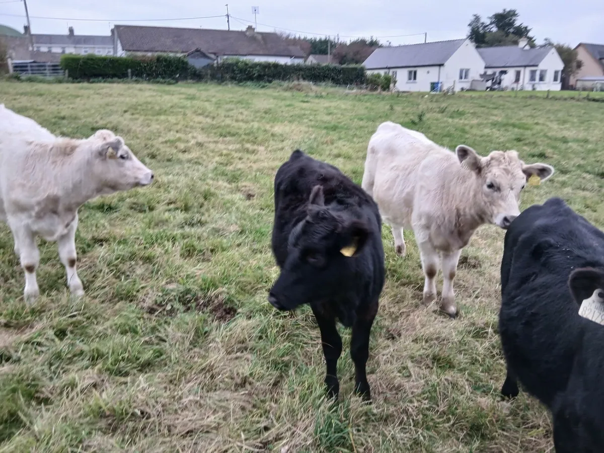Weanling hefiers - Image 2