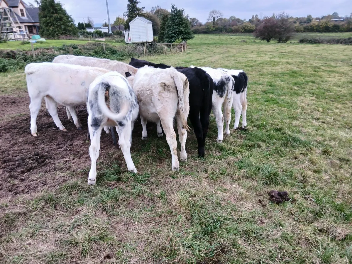 Weanling hefiers - Image 1