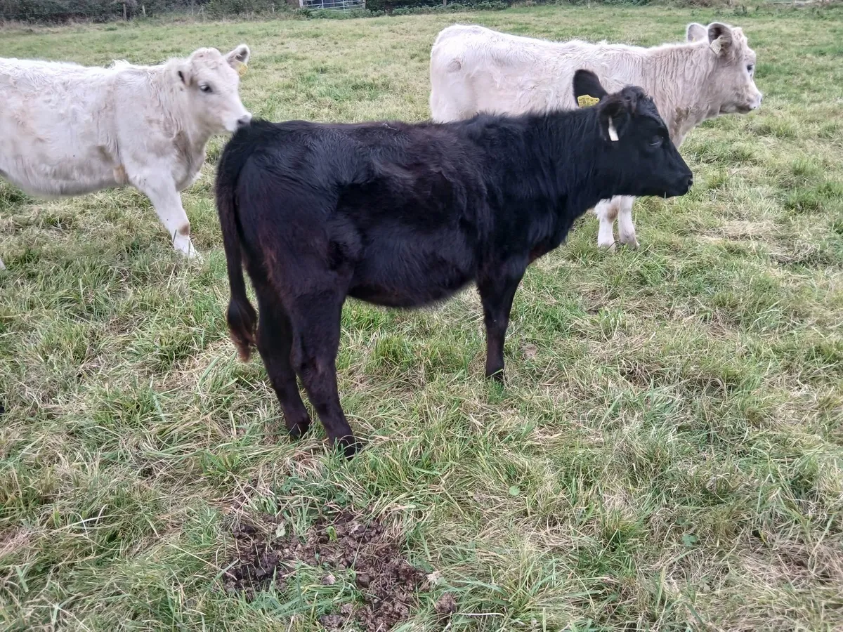 Weanling hefiers - Image 4