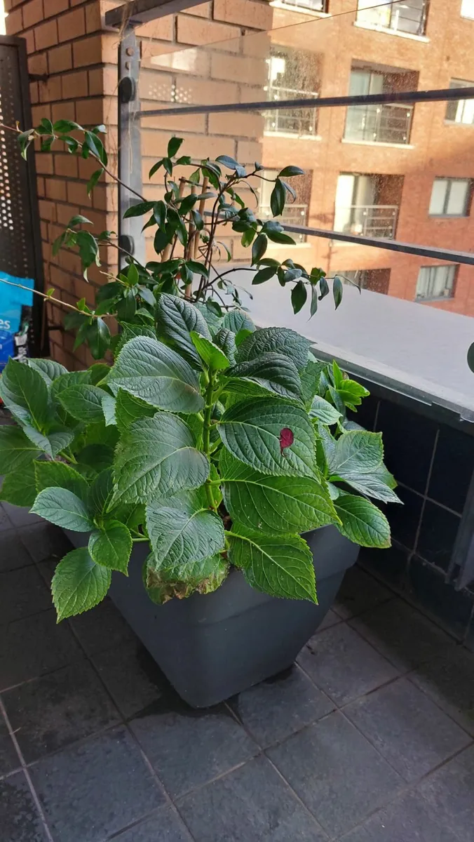 Big planter with hydrangea and star jasmine - Image 2