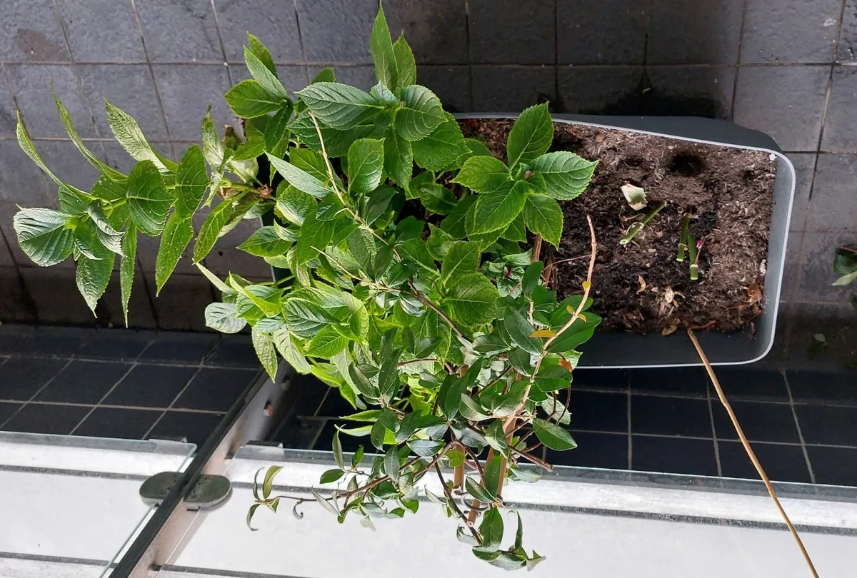 Big planter with hydrangea and star jasmine - Image 3