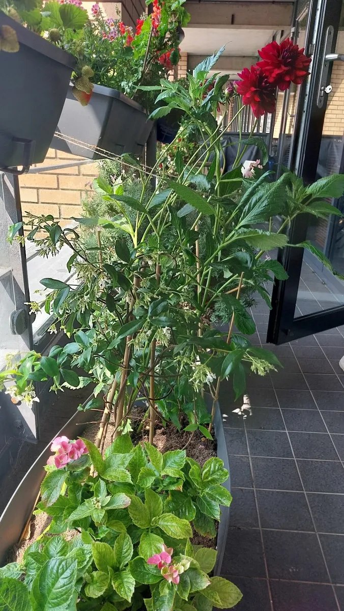 Big planter with hydrangea and star jasmine - Image 4