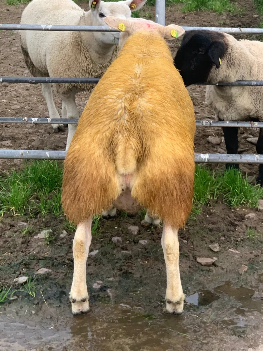 PBR SIS Texel Ram Lamb. - Image 2
