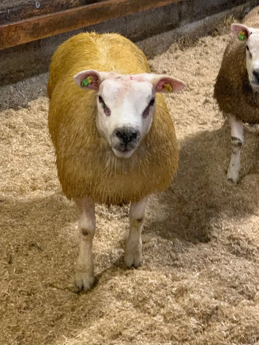 PBR SIS Texel Ram Lamb. - Image 3