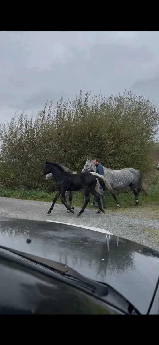 Dark Bay Connemara Foal - Image 2
