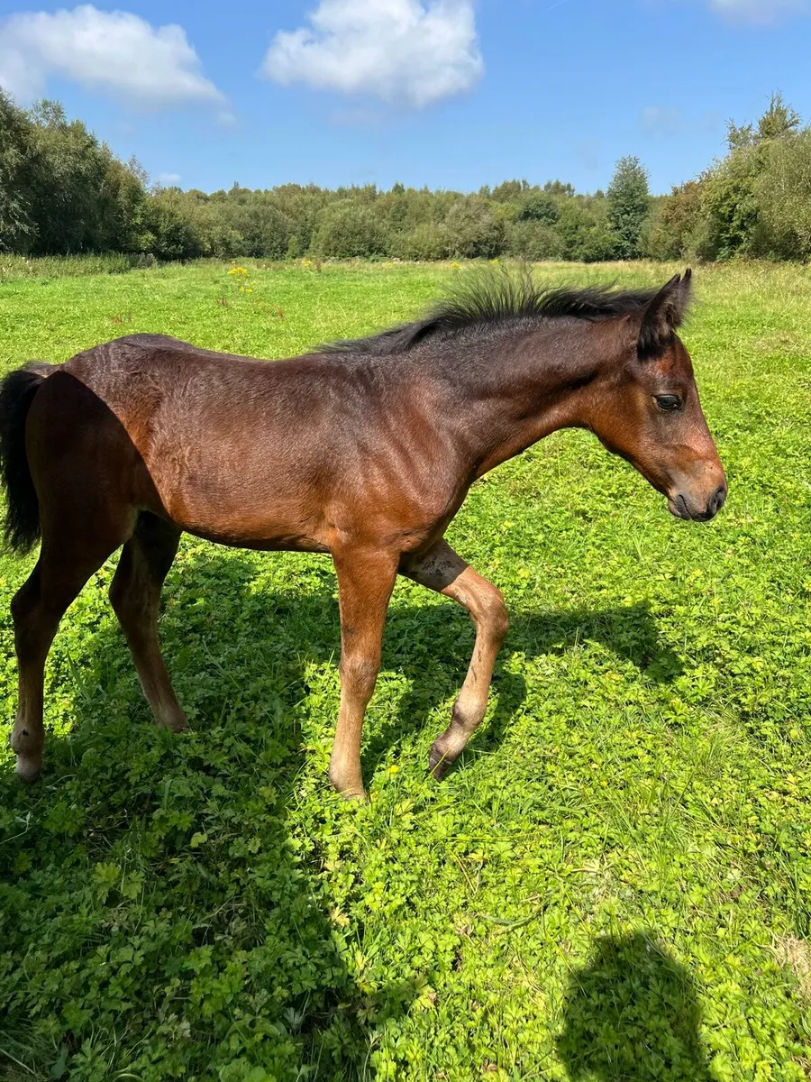Dark Bay Connemara Foal - Image 1